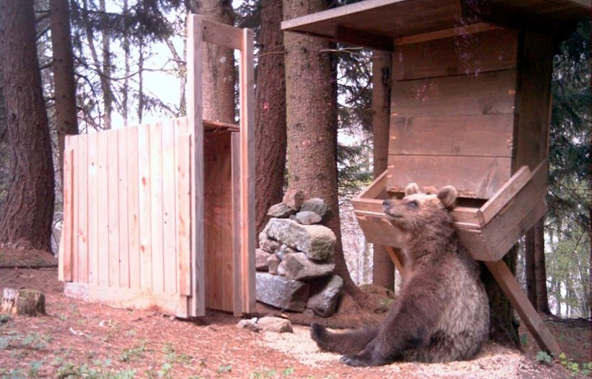 bear on feeding site