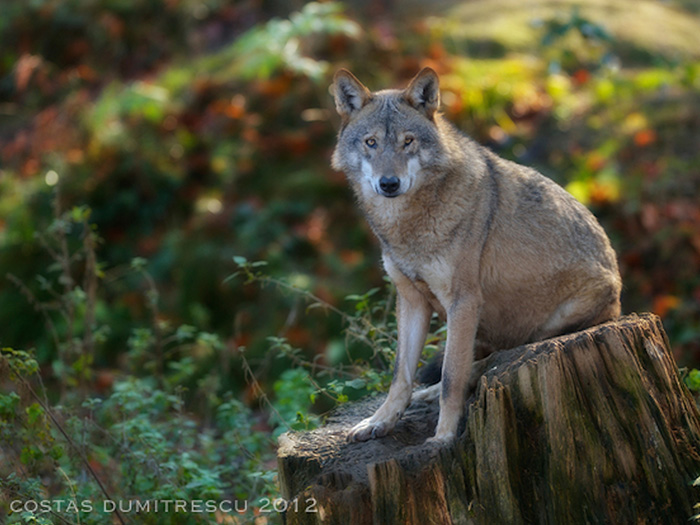 wolf on display
